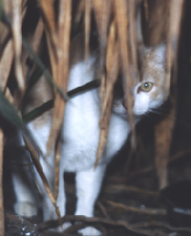 shy behind yucca