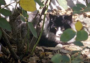 Smudge in the roses